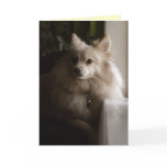 Pomeranian Miss You Card