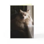 Pomeranian Miss You Card