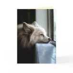 Pomeranian Miss You Card