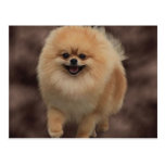 Pomeranian Postcard