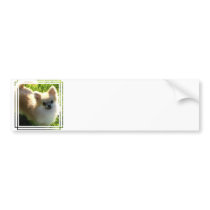 Pomeranian Puppies Bumper Sticker