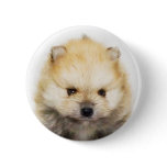 Pomeranian puppy button