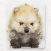 Pomeranian puppy mousepad