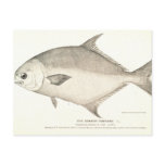 Pompano postcards