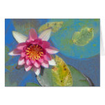 Pond Lily, cards
