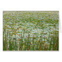 pond plants cards