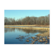 Pond