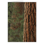 Ponderosa Pine Greeting Card