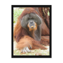 Pongo Orangutan Ape Postcard