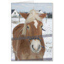 Pony in Winter cards