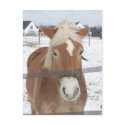 Pony in Winter postcards