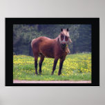 Pony Poster Print