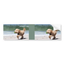 Poodle - Apricot - Poodle Play