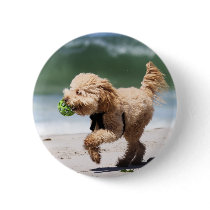 Poodle - Apricot - Poodle Play