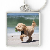 Poodle - Apricot - Poodle Play