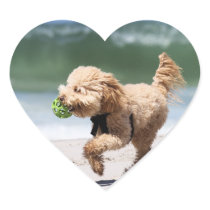 Poodle - Apricot - Poodle Play