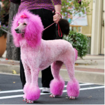 Poodle Day 2010 #11