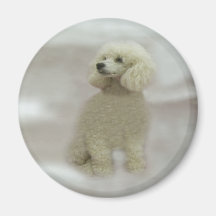 Poodles Are Heavenly Magnet