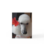 Poodles have style! cards