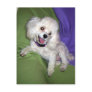 Poodles Rule Post Card