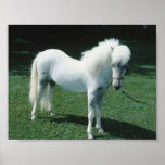 Poofy White Pony posters