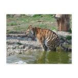 Pooping Tiger postcards