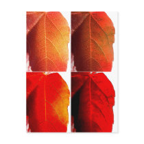Pop Leaves Post Cards