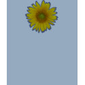 pop sunflower t-shirts