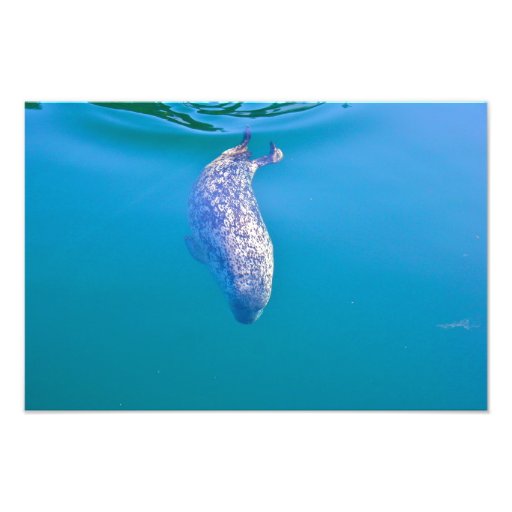 Popeye the Seal Happy New Year Postcards Photo