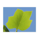 Poplar Tree Leaf postcards