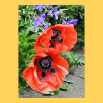 Poppies 1 posters