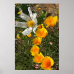 Poppies and White Flower Posters & Prints