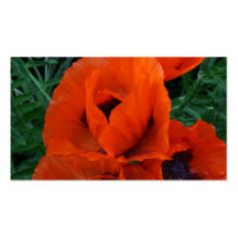 Poppies Business Card Template