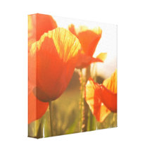 Poppies Canvas Print