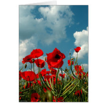 Poppies Card