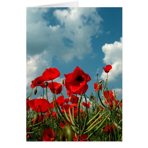 Poppies Card