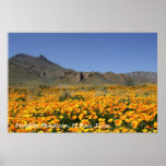 Poppies, El Paso, Texas Print