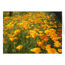 Poppies Greeting Cards