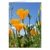 Poppies in Spring
