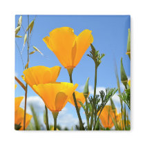 Poppies in Spring
