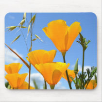 Poppies in Spring