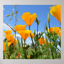 Poppies in Spring Print
