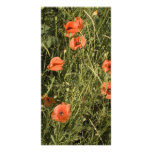 poppies in wheat photo cards