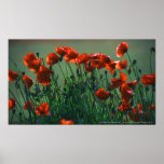 Poppies No. 3 | Canvas Print