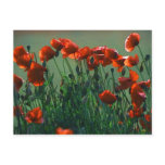 Poppies No. 3 | Postcard