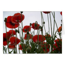 poppies notecard