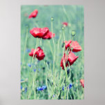 Poppies Plakatdrucke