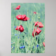 Poppies Plakatdrucke