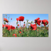 Poppies Plakate
