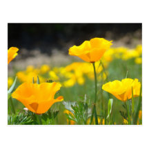 POPPIES POPPY Flowers POST CARDS POST CARD